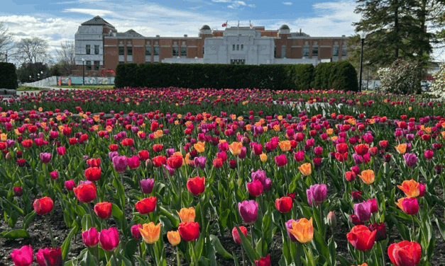 Ocho sitios para contemplar: jardines, tulipanes y árboles florales en Montréal