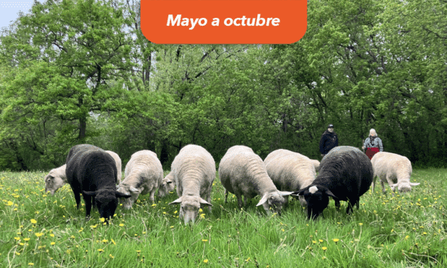 Las ovejas regresan a pastorear a los parques en Montréal