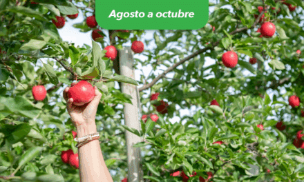 Temporada de manzanas: descubre los huertos más cercanos a Montréal