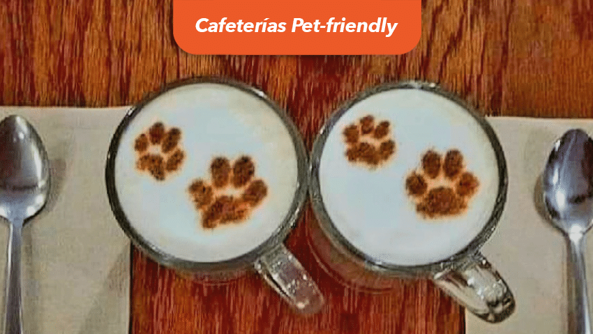 cafeterias para convivir con mascotas perros o gatos